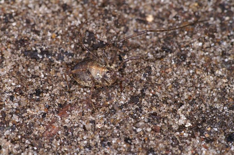 Paroligolophus_agrestis_D4043_Z_83_Waterleidingduinen_Nederland.jpg
