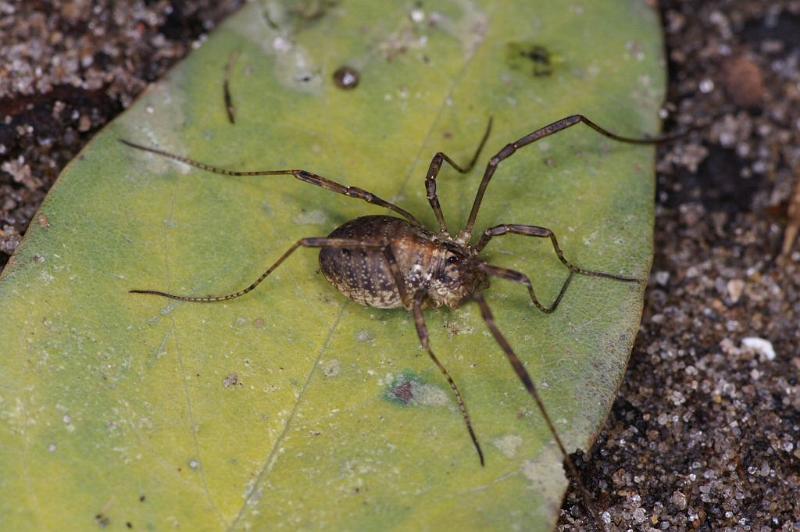 Paroligolophus_agrestis_D4045_Z_88_Waterleidingduinen_Nederland.jpg