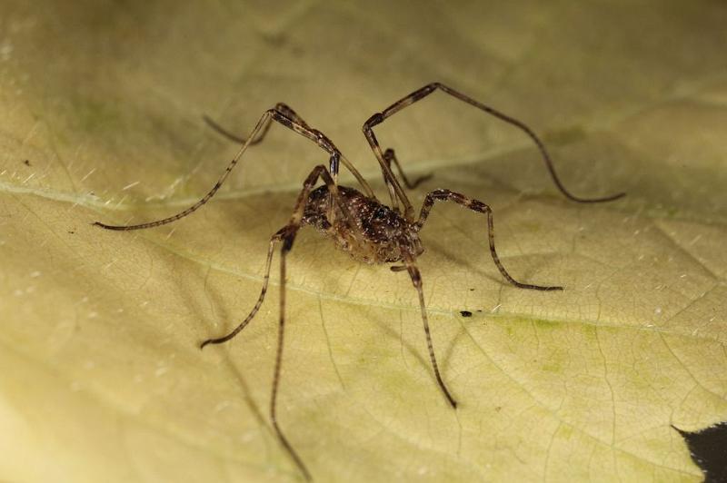 Paroligolophus_agrestis_D7669_Z_86_Oeverlanden_Nederland.jpg