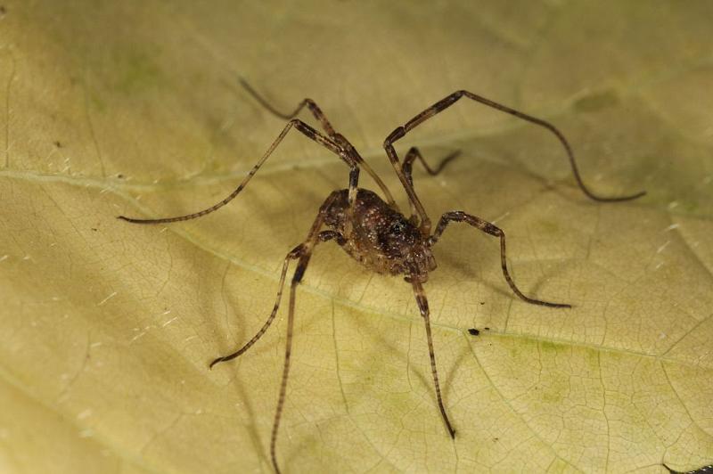 Paroligolophus_agrestis_D7670_Z_87_Oeverlanden_Nederland.jpg
