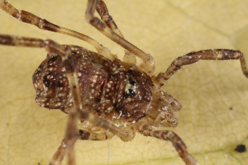 Paroligolophus_agrestis_D7671_Z_88_Oeverlanden_Nederland.jpg