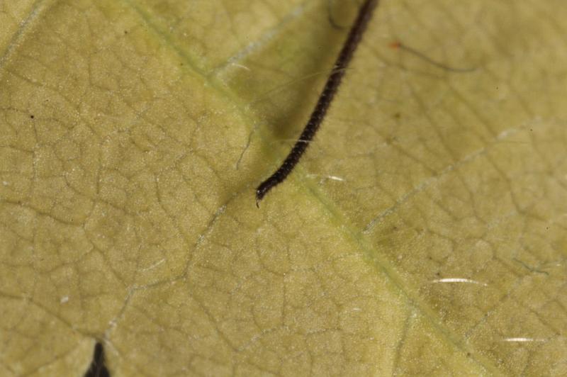 Paroligolophus_agrestis_D7673_Z_88_Oeverlanden_Nederland.jpg