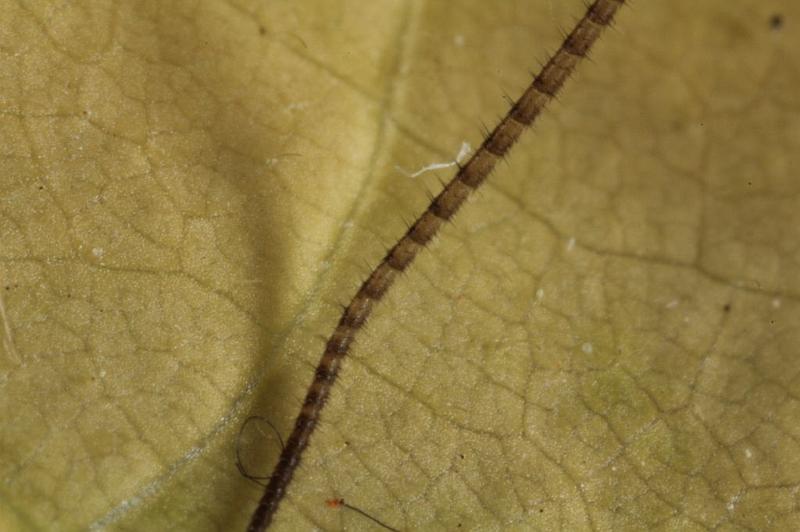 Paroligolophus_agrestis_D7674_Z_88_Oeverlanden_Nederland.jpg