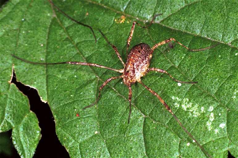 Paroligolophus_agrestis_F0094_Z_78_Waterleidingduinen_Nederland.jpg