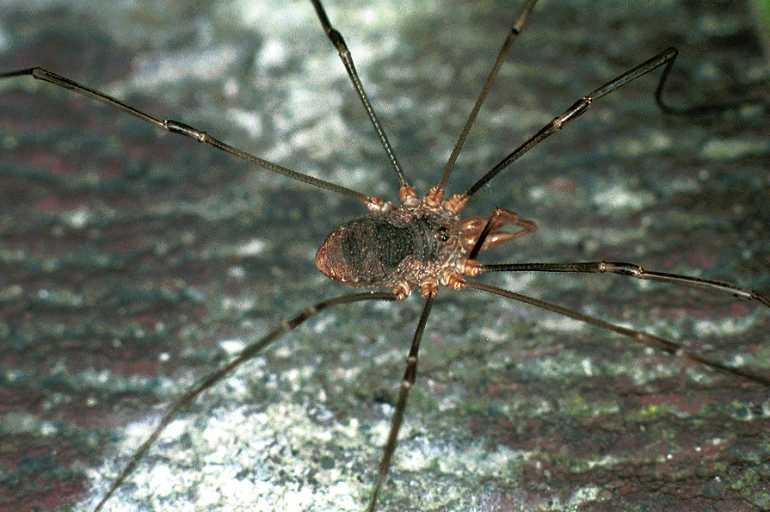 Phalangium_opilio_F0202_Z_90_Badhoevedorp_Nederland.jpg