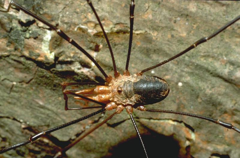 Phalangium_opilio_P0089_Z_93_Veenendaal_Nederland.jpg