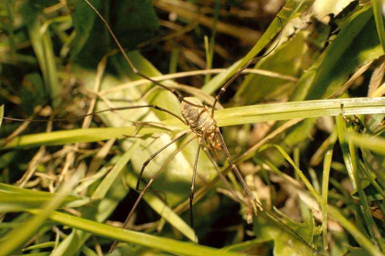 Phalangium_opilio_P0106_Z_75_Badhoevedorp_Nederland.jpg