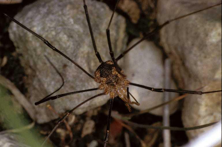 Phalangium_opilio_P0906_O_84_Soube_Frankrijk.jpg