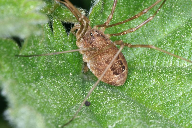 Rilaena_triangularis_D4402_Z_85_Oostvlieland_Nederland.jpg