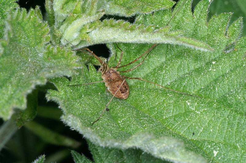 Rilaena_triangularis_D4403_Z_87_Oostvlieland_Nederland.jpg