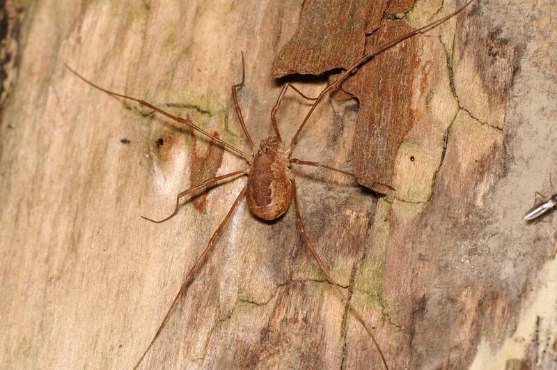Rilaena_triangularis_D5822_Z_89_-_Nederland.jpg