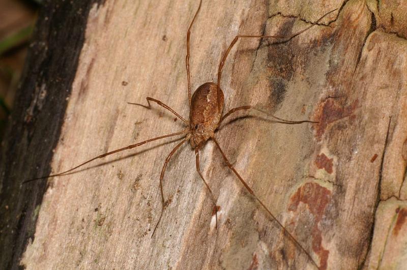 Rilaena_triangularis_D5823_Z_89_-_Nederland.jpg