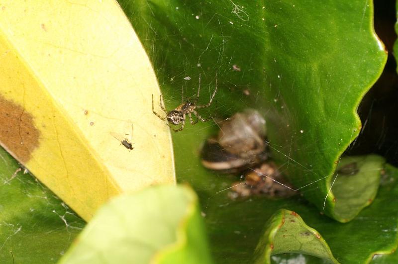 Rilaena_triangularis_D5855_Z_86_Badhoevedorp_Nederland.jpg