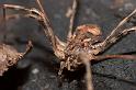 Bunochelis_spinifera_D5910_Z_88_Tenerife_Spanje