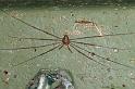 Dicranopalpus_ramosus_D4018_Z_88_Waterleidingduinen_Nederland