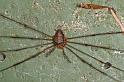 Dicranopalpus_ramosus_D4019_Z_88_Waterleidingduinen_Nederland