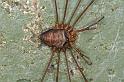 Dicranopalpus_ramosus_D4020_Z_88_Waterleidingduinen_Nederland