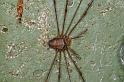Dicranopalpus_ramosus_D4021_Z_90_Waterleidingduinen_Nederland