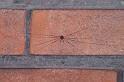 Dicranopalpus_ramosus_D4057_O_89_Badhoevedorp_Nederland
