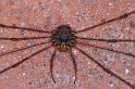 Dicranopalpus_ramosus_D4058_Z_90_Badhoevedorp_Nederland