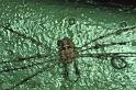 Dicranopalpus_ramosus_P0370_Z_90_Waterleidingduinen_Nederland