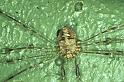 Dicranopalpus_ramosus_P0371_Z_90_Waterleidingduinen_Nederland