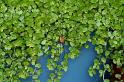 Leiobunum_rotundum_D3814_Z_89_Badhoevedorp_Nederland