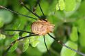 Leiobunum_rotundum_D3816_Z_90_Badhoevedorp_Nederland