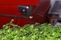 Leiobunum_rotundum_D3818_Z_91_Badhoevedorp_Nederland