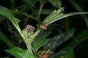 Leiobunum_rotundum_D3862_Z_89_Kaaihoeve_Belgie