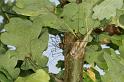 Leiobunum_rotundum_D3865_Z_89_Kaaihoeve_Belgie