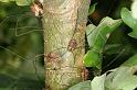 Leiobunum_rotundum_D3866_Z_88_Kaaihoeve_Belgie