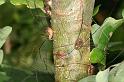 Leiobunum_rotundum_D3867_Z_88_Kaaihoeve_Belgie