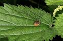 Leiobunum_rotundum_D5244_Z_89_Maarsenbroek_Nederland