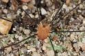 Leiobunum_rotundum_D7607_Z_91_Badhoevedorp_Nederland