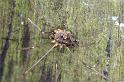 Mitopus_morio_D3803_Z_88_Badhoevedorp_Nederland