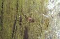 Mitopus_morio_D3804_Z_89_Badhoevedorp_Nederland