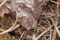 Mitopus_morio_D4358_Z_85_Badhoevedorp_Nederland