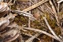 Mitopus_morio_D4359_Z_81_Badhoevedorp_Nederland