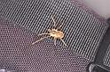 Mitopus_morio_D4642_Z_87_-_Oostenrijk