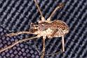 Mitopus_morio_D4643_Z_90_-_Oostenrijk