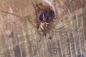 Mitopus_morio_D4645_Z_87_-_Oostenrijk