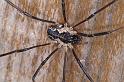 Mitopus_morio_D4647_Z_88_-_Oostenrijk