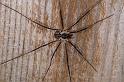 Mitopus_morio_D4648_Z_88_-_Oostenrijk