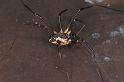 Mitopus_morio_D4651_Z_88_-_Oostenrijk