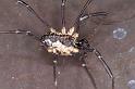 Mitopus_morio_D4652_Z_89_-_Oostenrijk