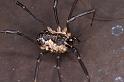 Mitopus_morio_D4653_Z_88_-_Oostenrijk