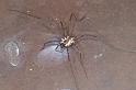 Mitopus_morio_D4654_Z_90_-_-
