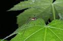 Mitopus_morio_D4655_Z_88_Waterleidingduinen_Nederland