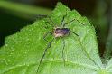 Mitopus_morio_D4656_Z_89_Waterleidingduinen_Nederland